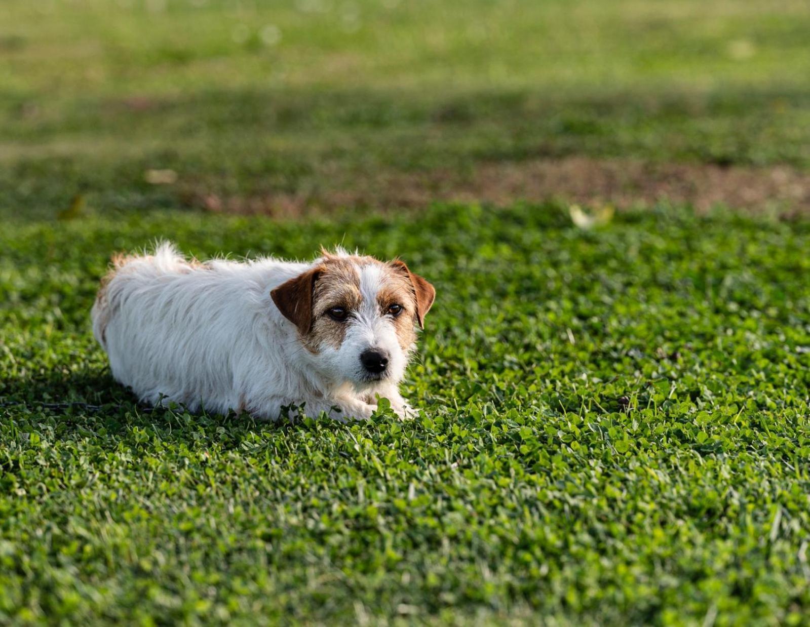 La Massaria Agriresort Orta Nova Zewnętrze zdjęcie