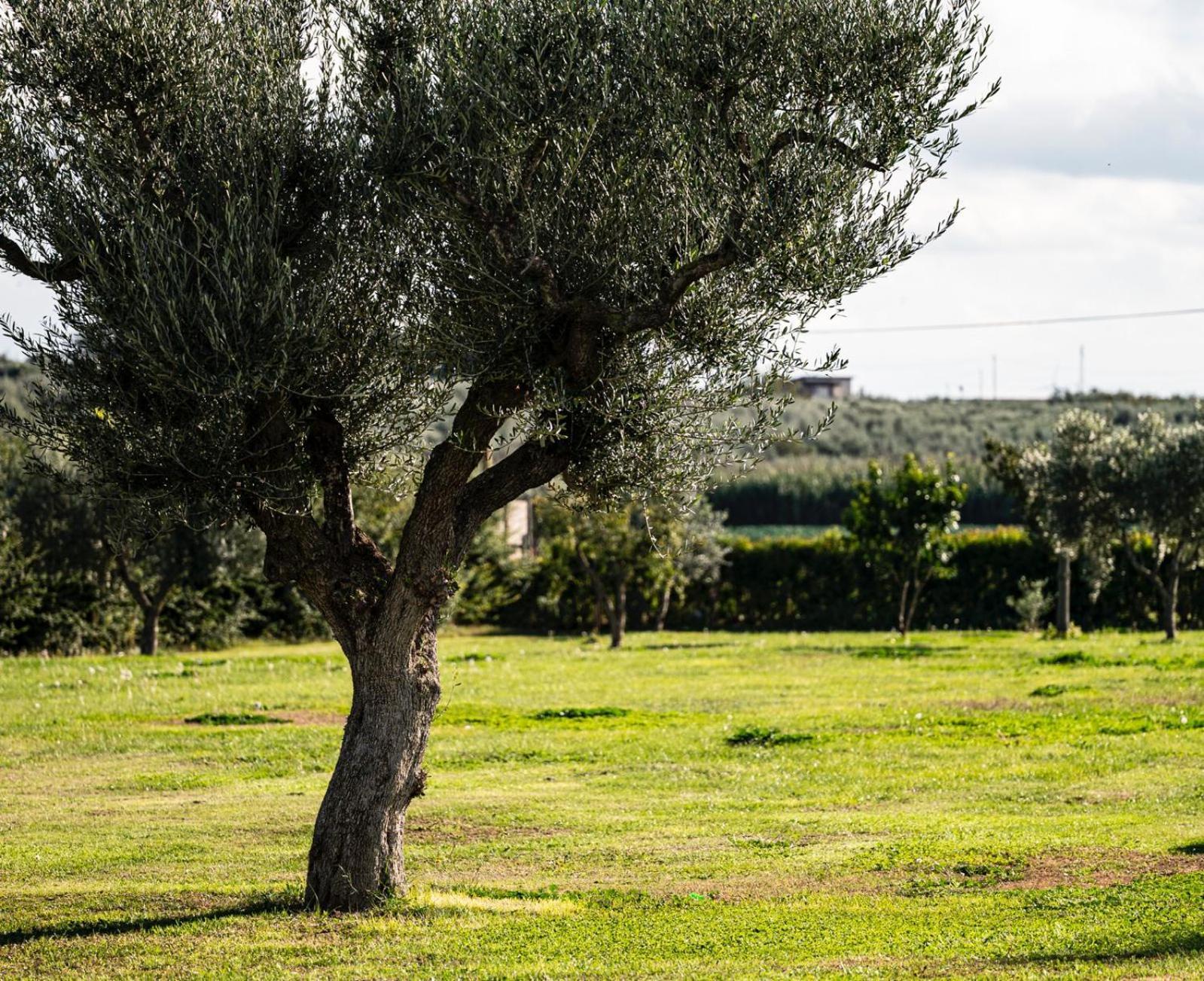 La Massaria Agriresort Orta Nova Zewnętrze zdjęcie